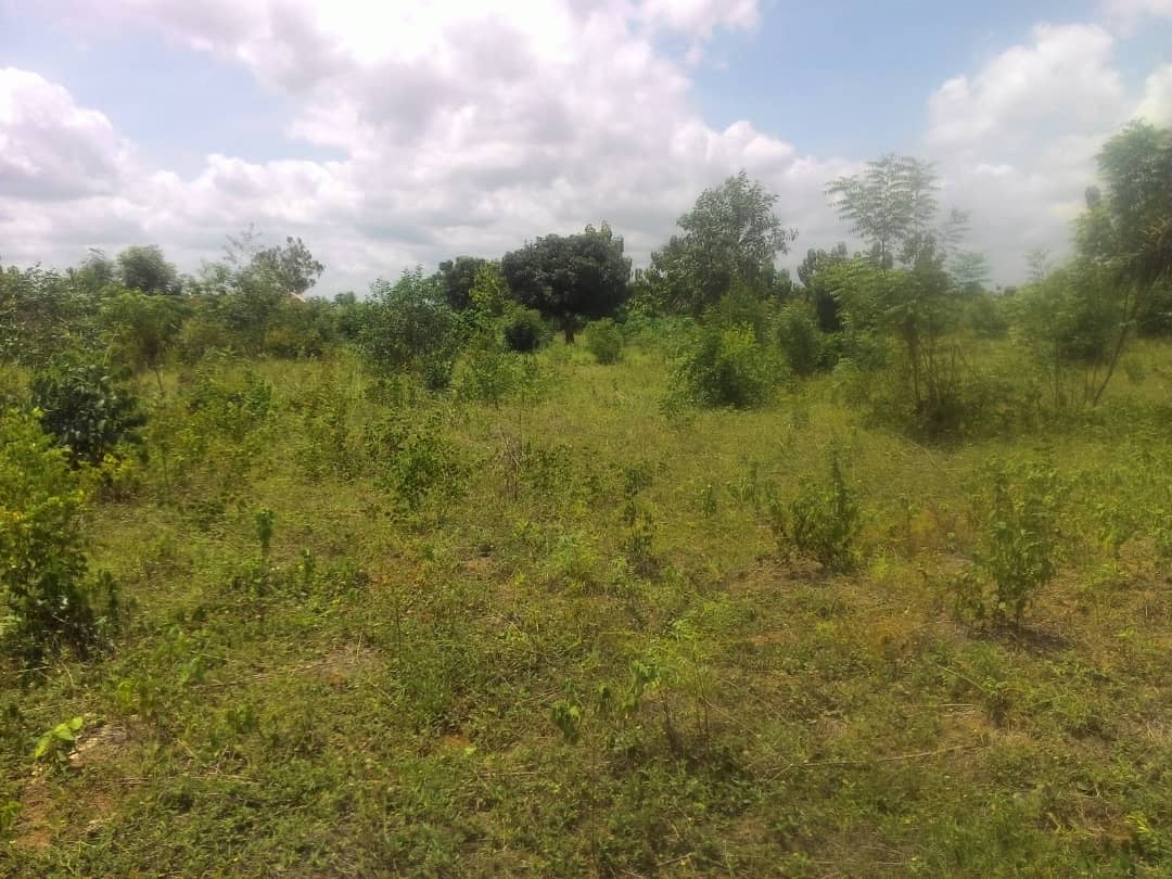 N° 4573 :
                            Terrain à vendre ,  zanguera akepedo, Lome, Togo : 5 000  000 XOF/vie
