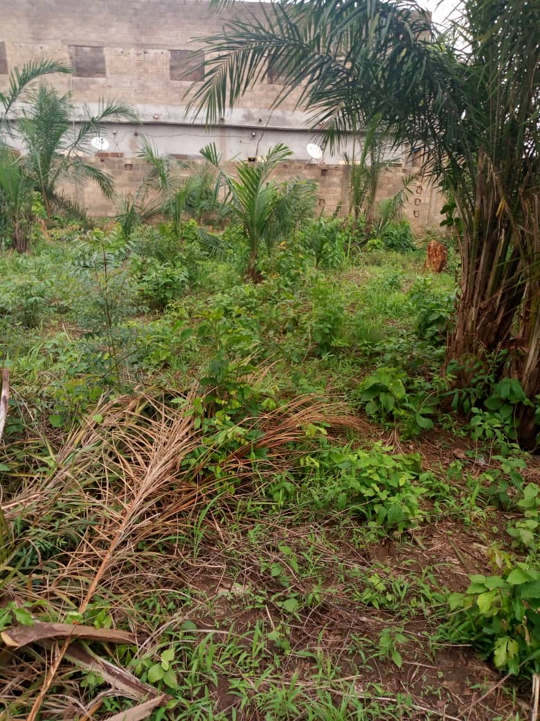 N° 4486 :
                            Terrain à vendre , Adeti kope, Lome, Togo : 7 000  000 XOF/vie