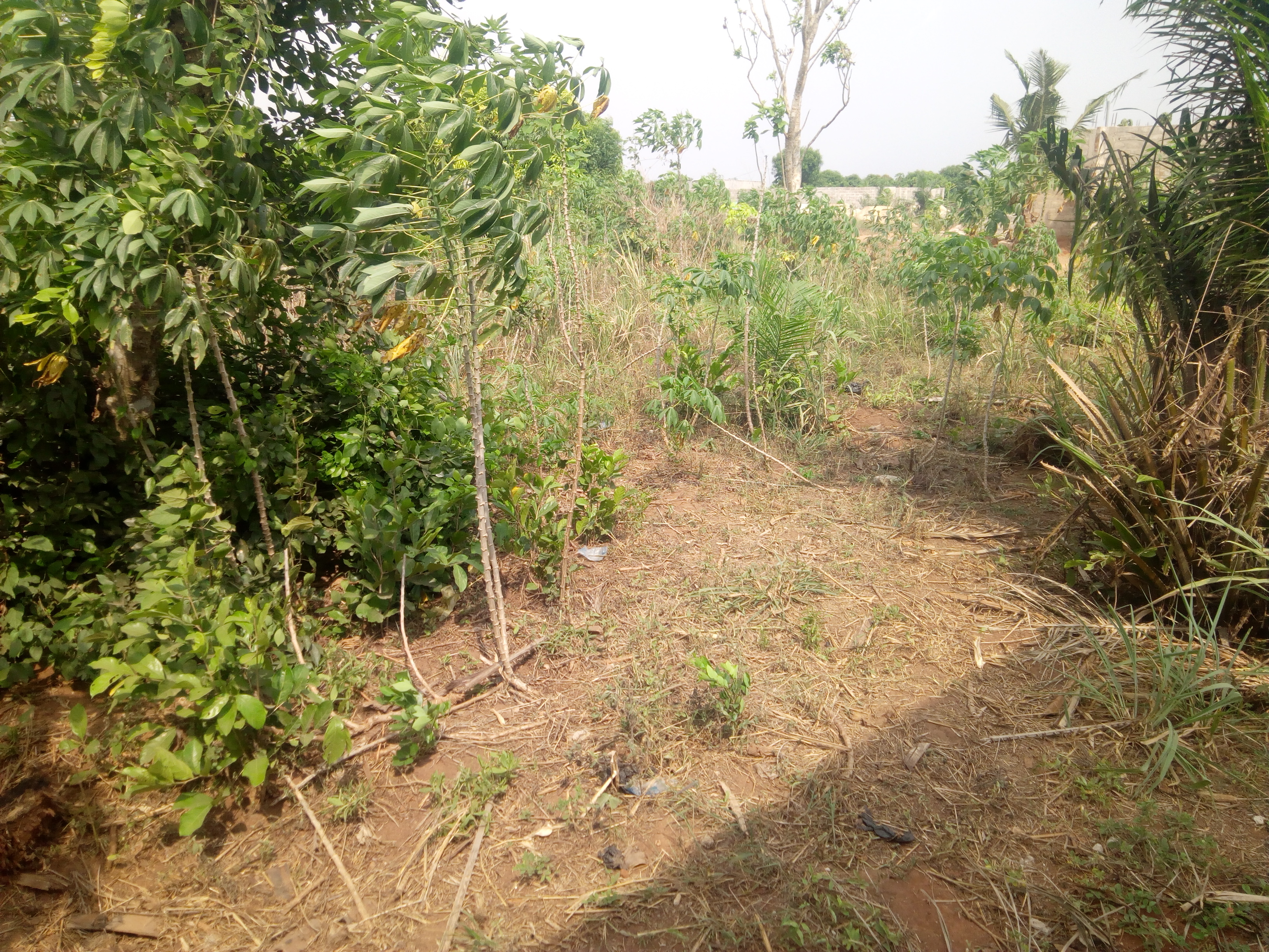 N° 4440 :
                            Terrain à vendre , Zanguera, Lome, Togo : 2 800  000 XOF/vie