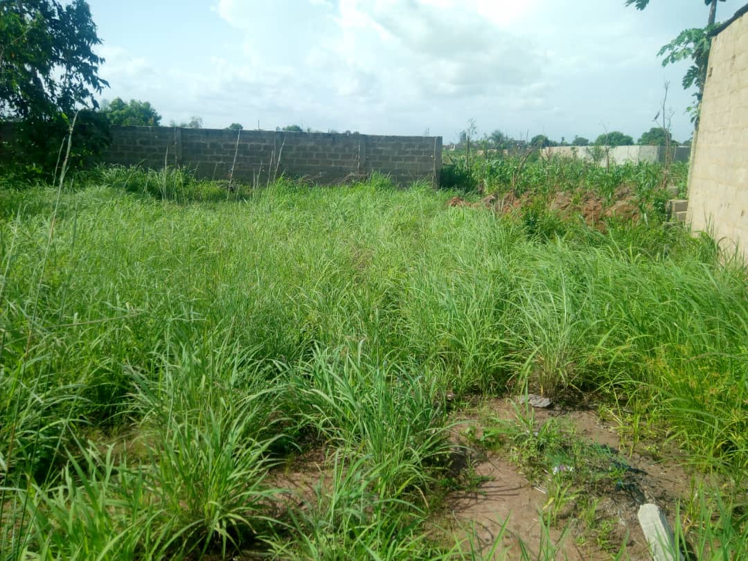 N° 4563 :
                            Terrain à vendre , Kleme agokpanou, Lome, Togo : 7 000  000 XOF/vie