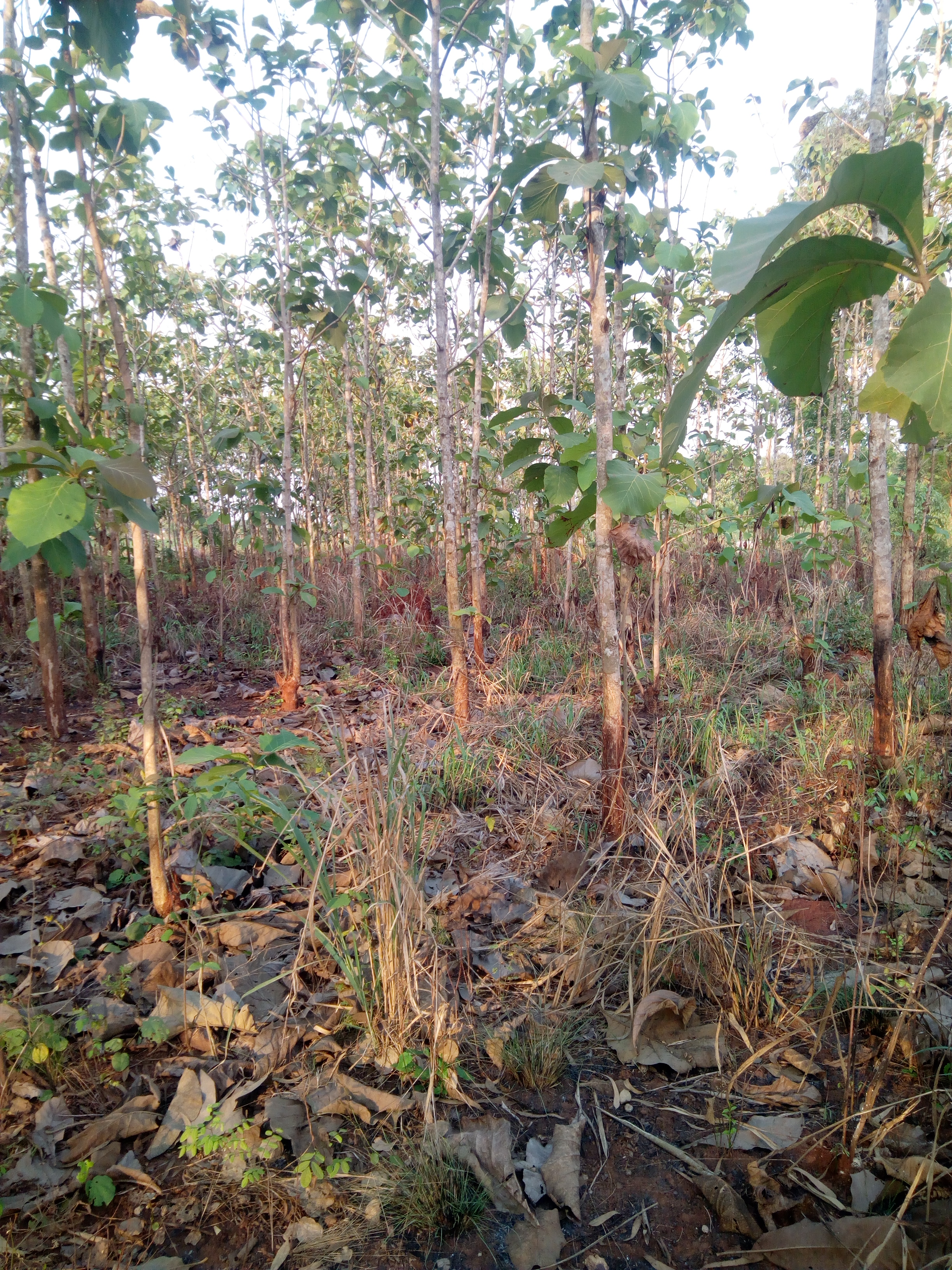 N° 4437 :
                            Terrain à vendre , Davie, Tsevie, Togo : 28 000  000 XOF/vie