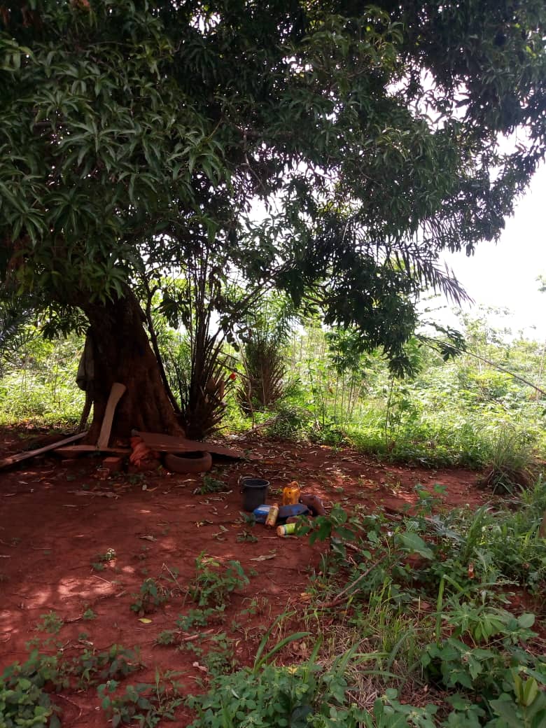 N° 4503 :
                            Terrain à vendre , Akepedo, Akepe, Togo : 6 000  000 XOF/vie