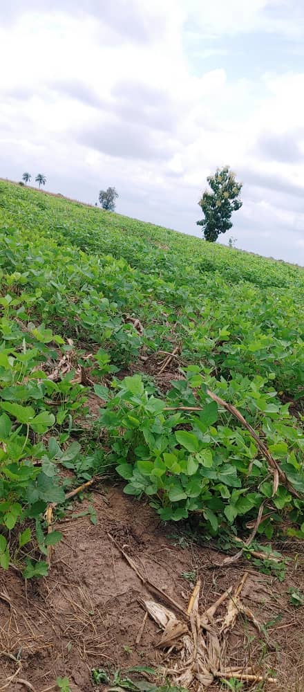 N° 5407 :
                            Terrain à vendre , Avetonou, Kpalime, Togo : 550 000 XOF/vie