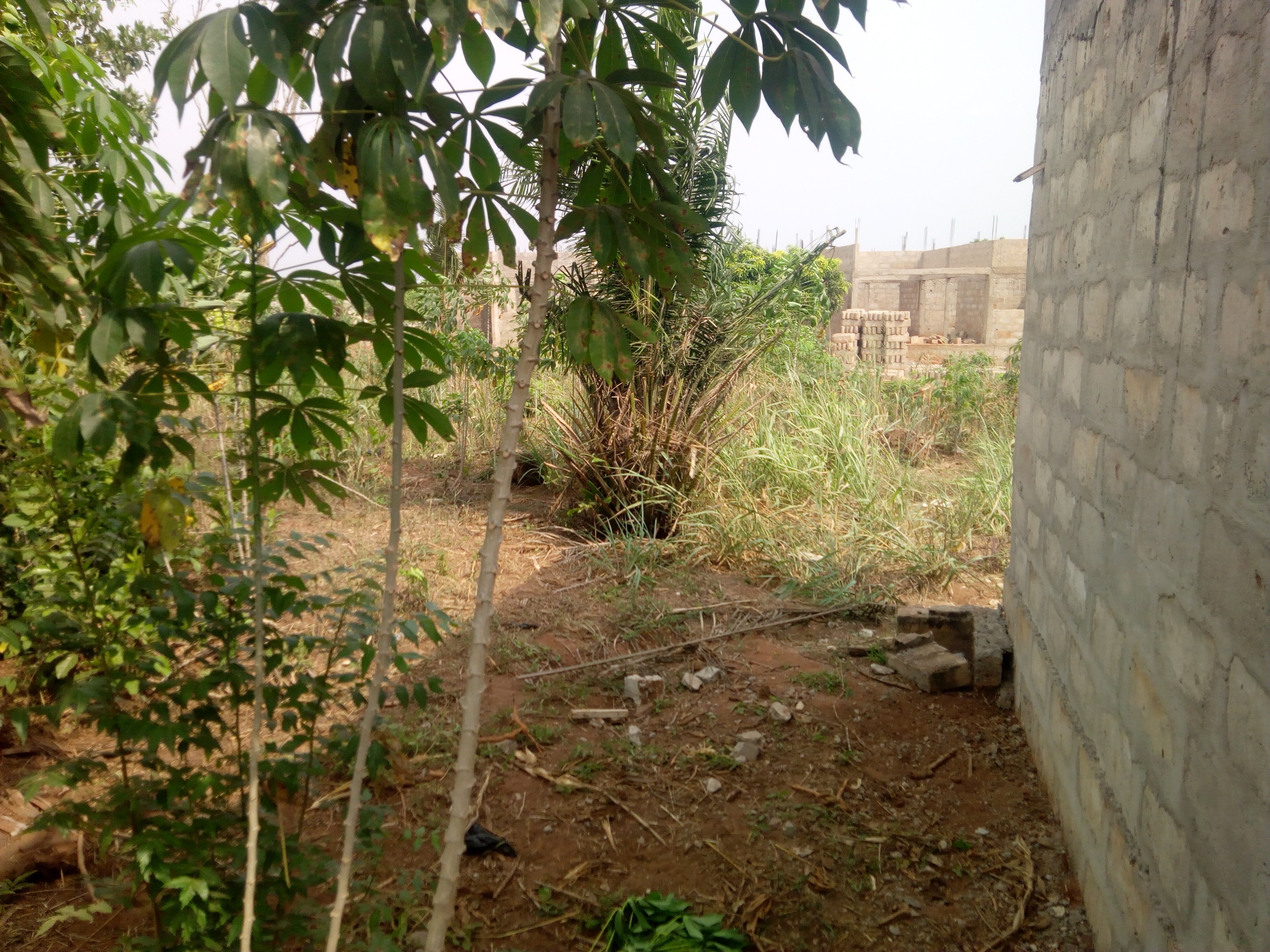 N° 4440 :
                            Terrain à vendre , Zanguera, Lome, Togo : 2 800  000 XOF/vie