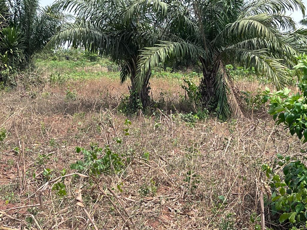 N° 5296 :
                            Terrain à vendre , Davie, Lome, Togo : 5 600  000 XOF/vie