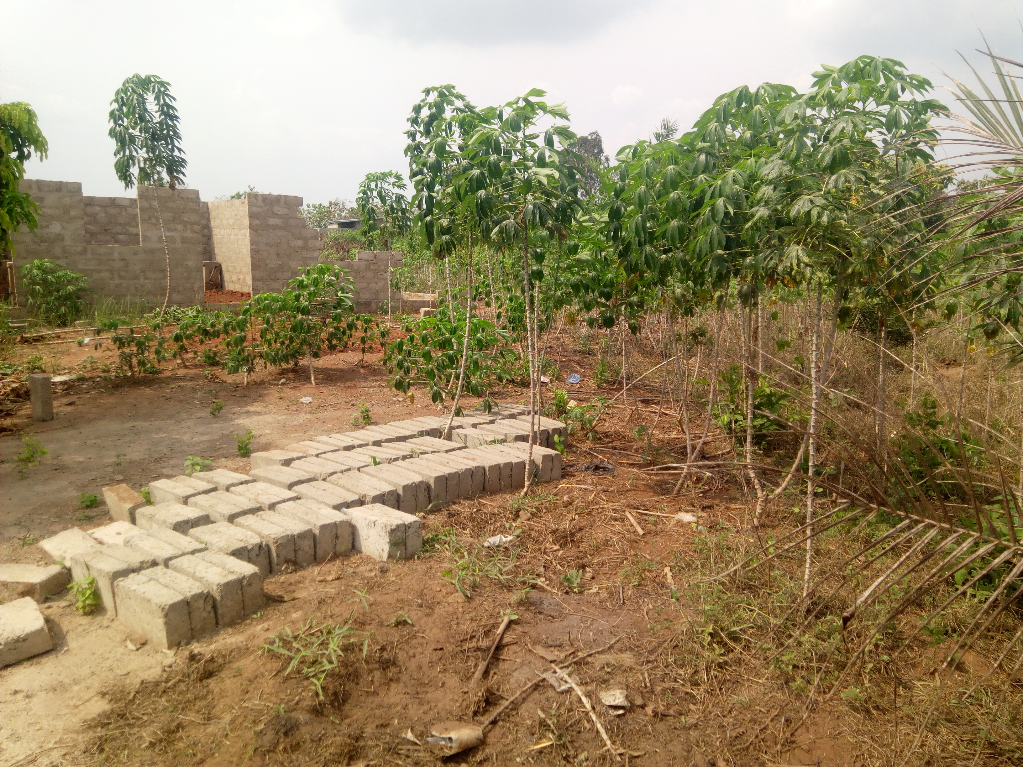 N° 4440 :
                            Terrain à vendre , Zanguera, Lome, Togo : 2 800  000 XOF/vie