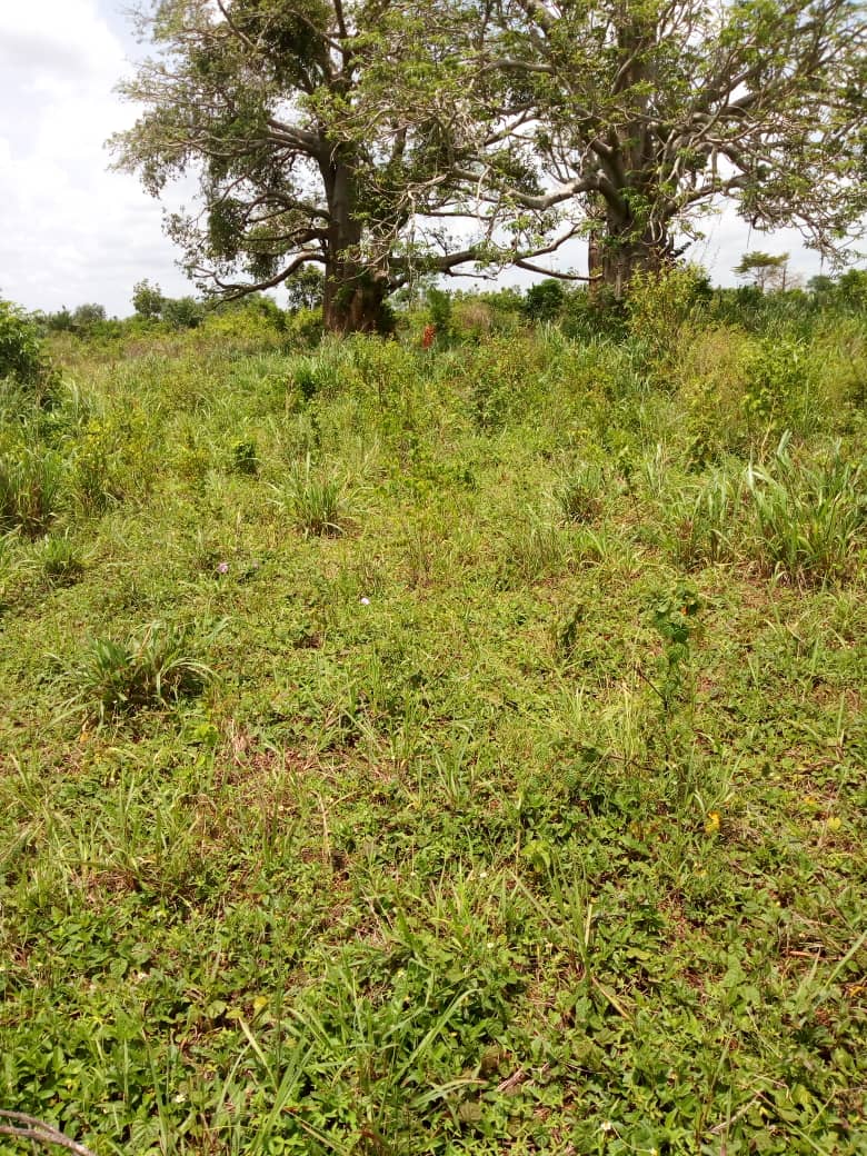 N° 4504 :
                            Terrain à vendre , Tsiviepe, Keve, Togo : 6 000  000 XOF/vie