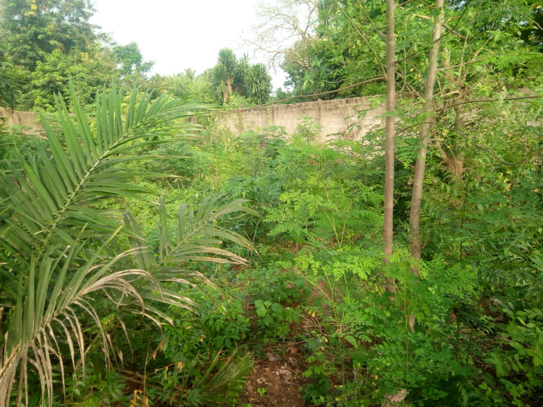 N° 4493 :
                            Terrain à vendre , Segbe, Lome, Togo : 9 000  000 XOF/vie