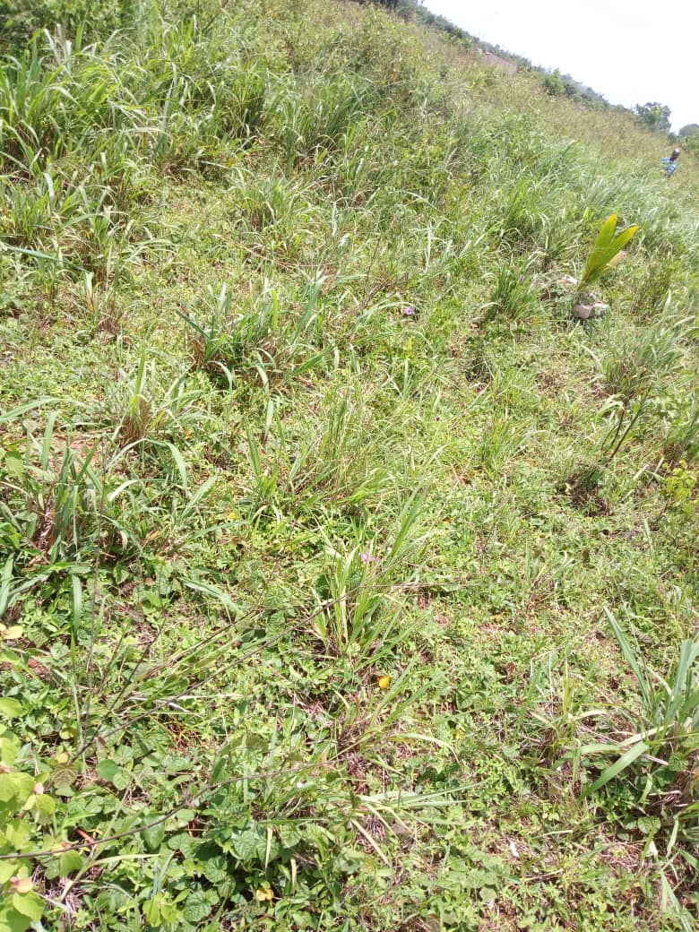 N° 4504 :
                            Terrain à vendre , Tsiviepe, Keve, Togo : 6 000  000 XOF/vie