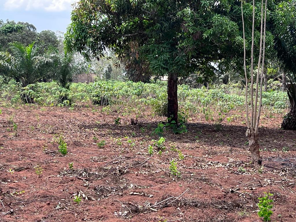 N° 5296 :
                            Terrain à vendre , Davie, Lome, Togo : 5 600  000 XOF/vie