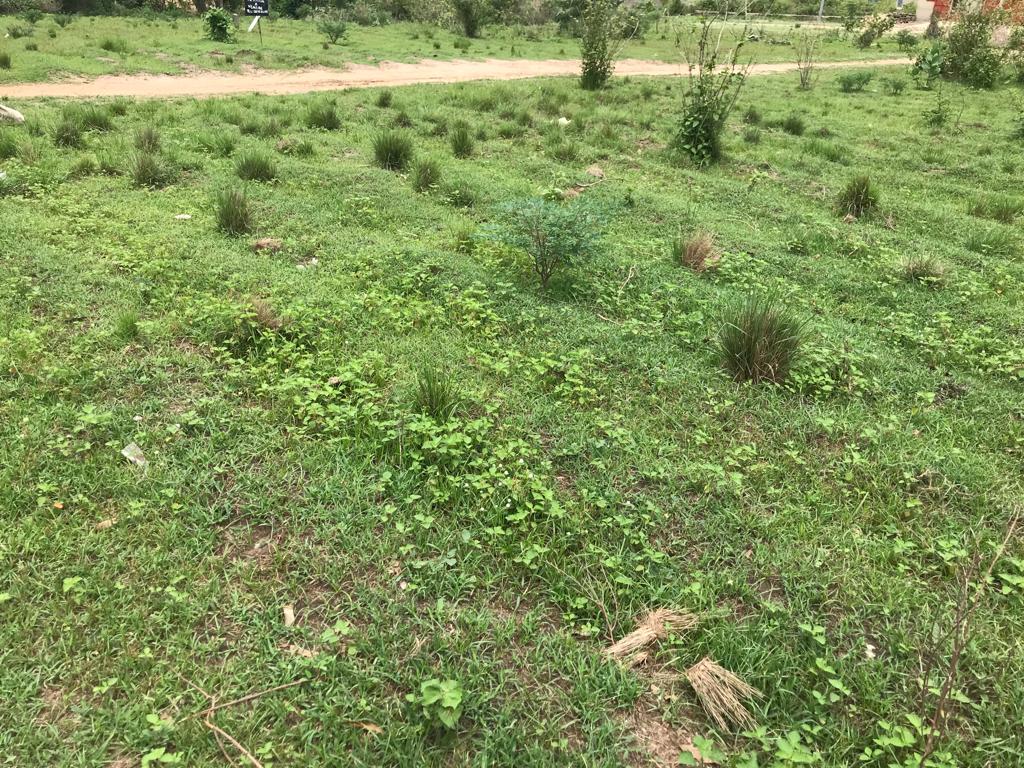 N° 5324 :
                            Terrain à vendre , Adetikope , Lome, Togo : 8 000  000 XOF/vie