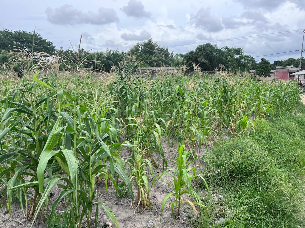 N° 5369 :
                            Terrain à vendre , Agoe , Lome, Togo : 12 500  000 XOF/vie
