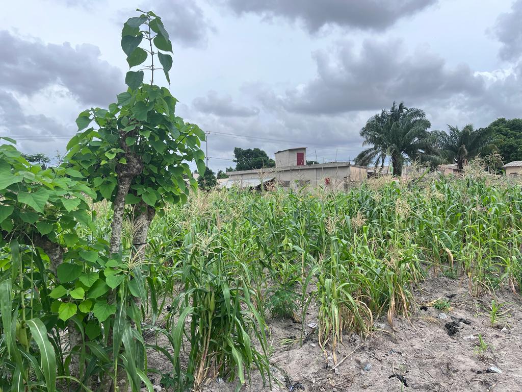 N° 5369 :
                            Terrain à vendre , Agoe , Lome, Togo : 12 500  000 XOF/vie