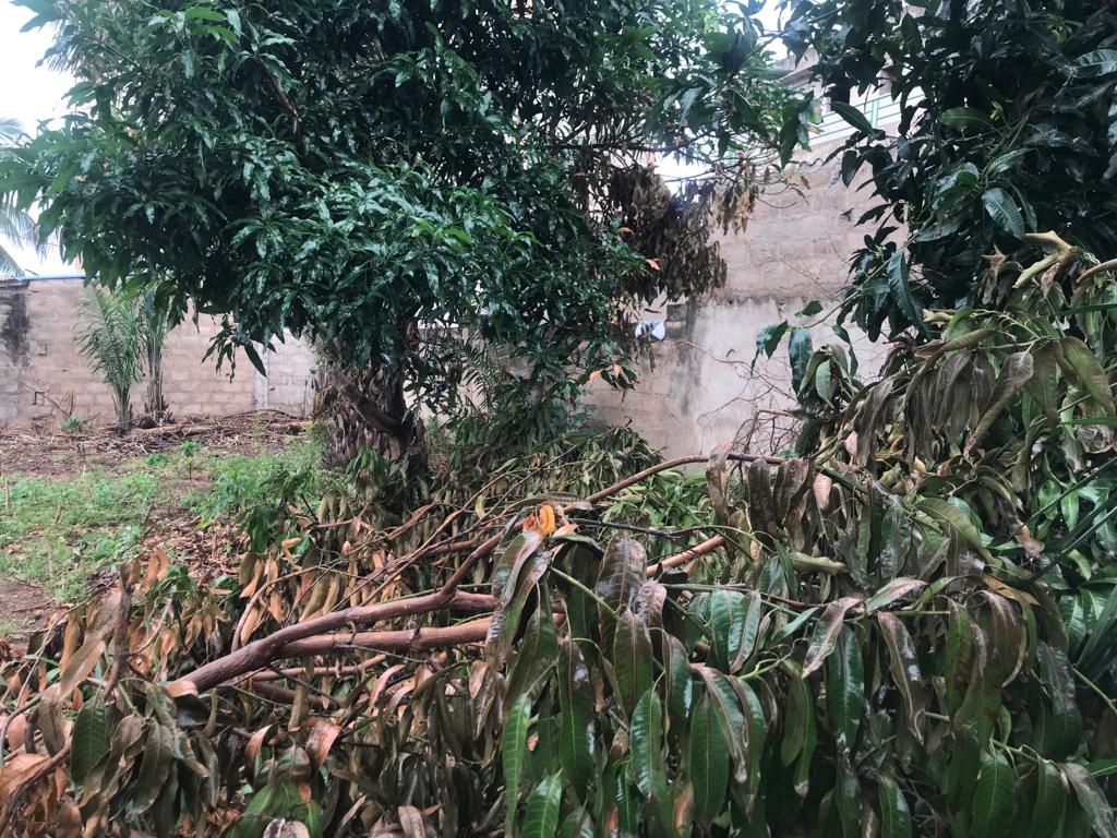 N° 5391 :
                            Terrain à vendre , Sagbado, Lome, Togo : 11 000  000 XOF/vie