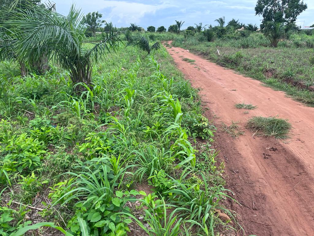 N° 5382 :
                            Terrain à vendre , Akepe, Lome, Togo : 5 500  000 XOF/vie