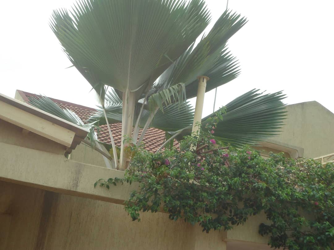 N° 4744 :
                            Villa à vendre , Leo2000, Lome, Togo : 55 000  000 XOF/vie