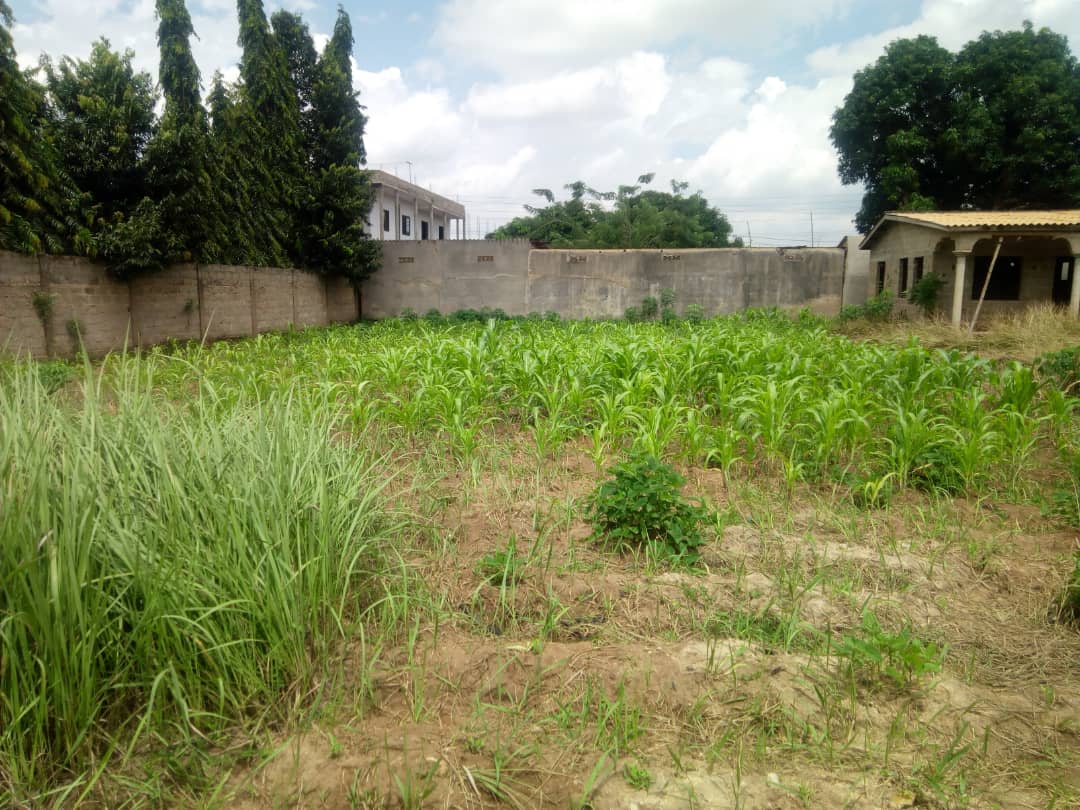 N° 4866 :
                            Terrain à vendre , Agoe, Lome, Togo : 17 000  000 XOF/vie