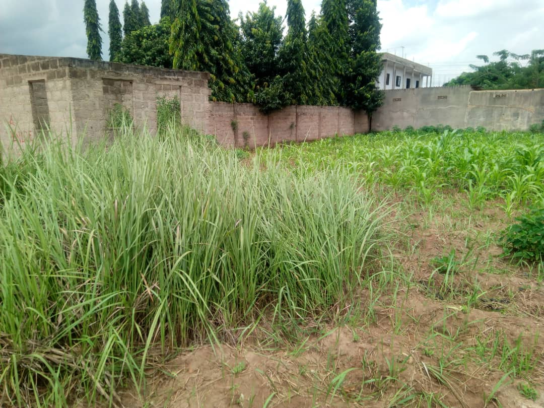 N° 4866 :
                            Terrain à vendre , Agoe, Lome, Togo : 17 000  000 XOF/vie