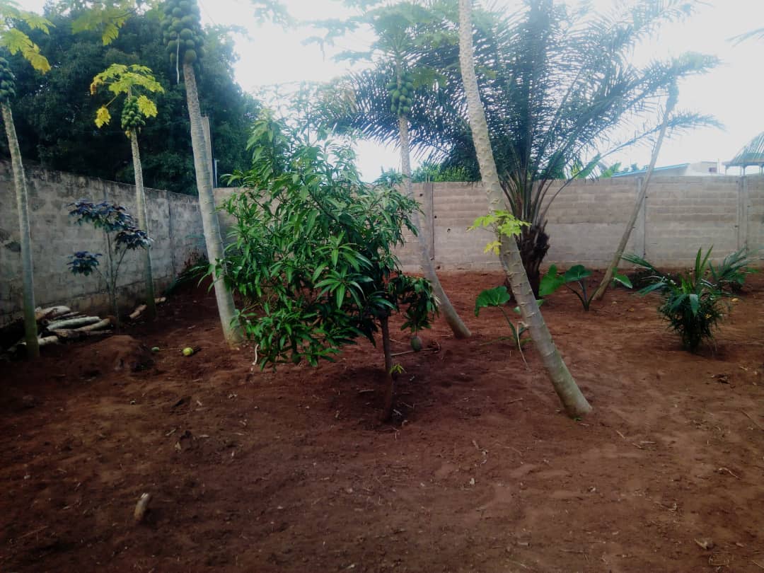 N° 4879 :
                            Terrain à vendre , Adidogome, Lome, Togo : 8 000  000 XOF/vie