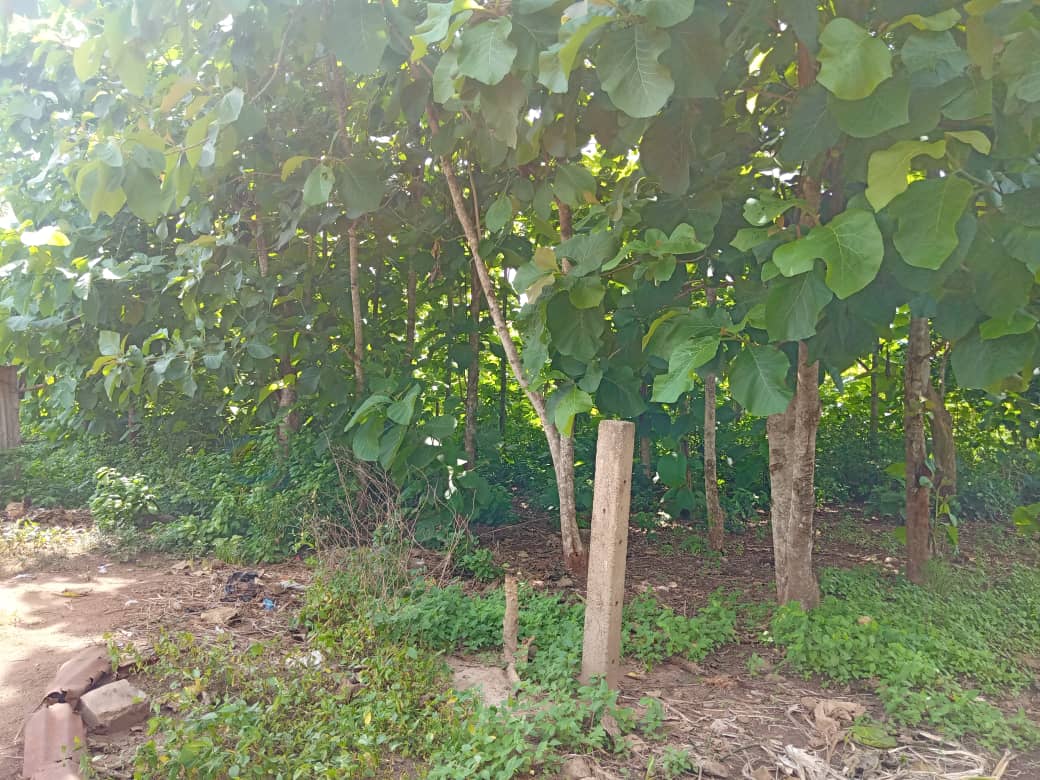 N° 4938 :
                            Terrain à vendre , Davie, Tsevie, Togo : 2 000  000 XOF/vie