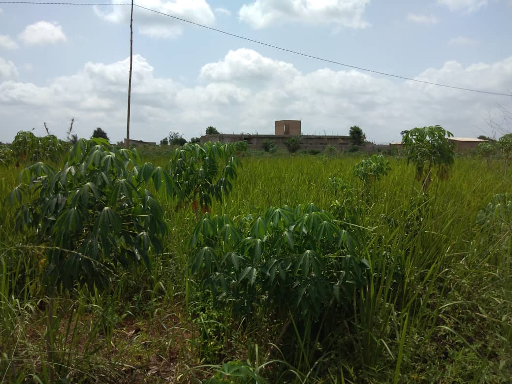 N° 5068 :
                            Terrain à vendre , Djagble, Lome, Togo : 6 000  000 XOF/vie