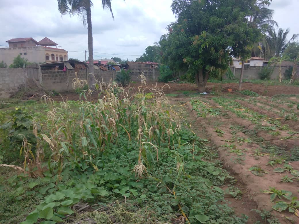 N° 5128 :
                            Terrain à bailler , Avedji, Lome, Togo : 150 000 XOF/vie