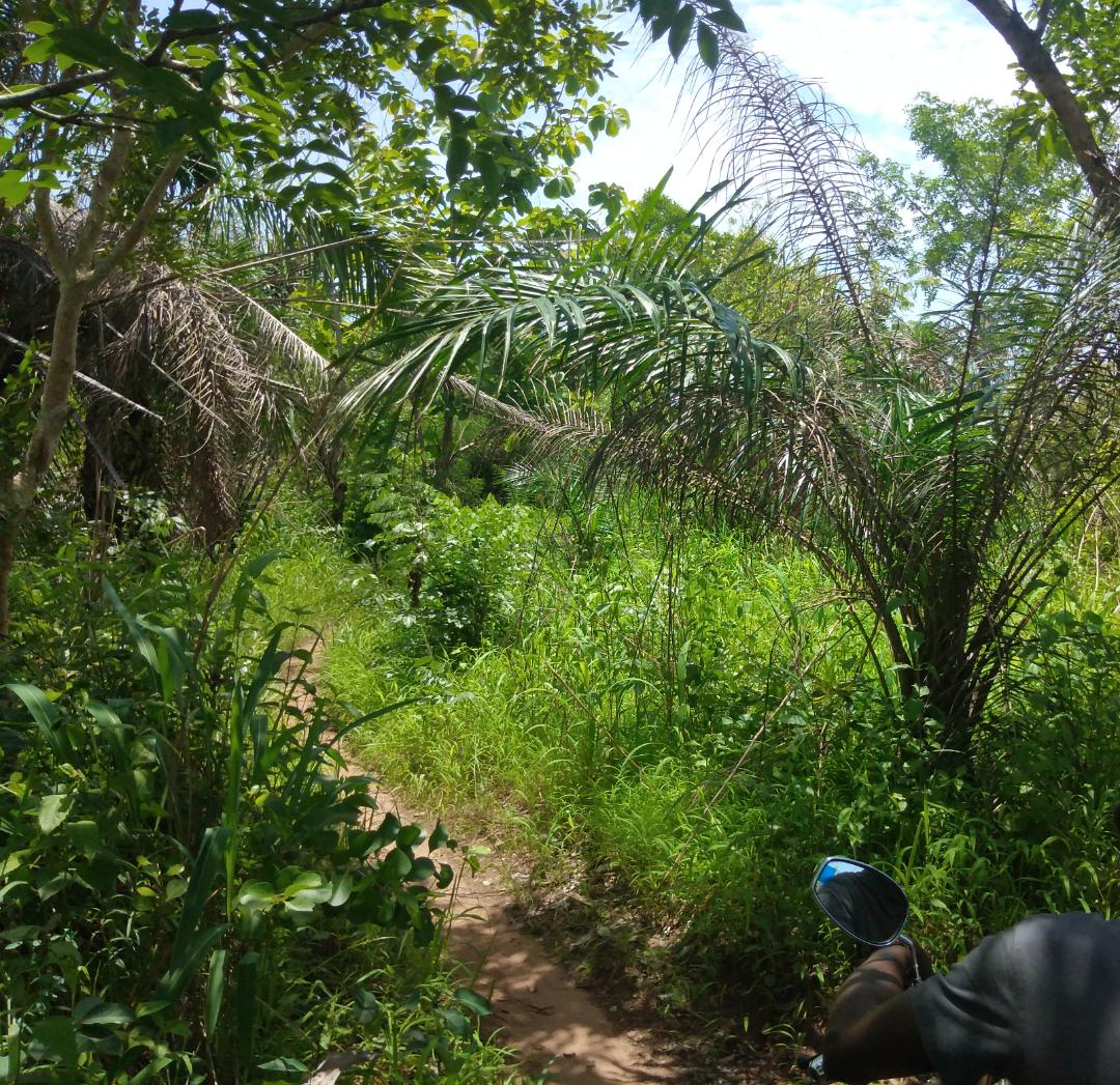 N° 5202 :
                            Terrain à vendre , Kpime, Kpalime, Togo : 700 000 XOF/vie