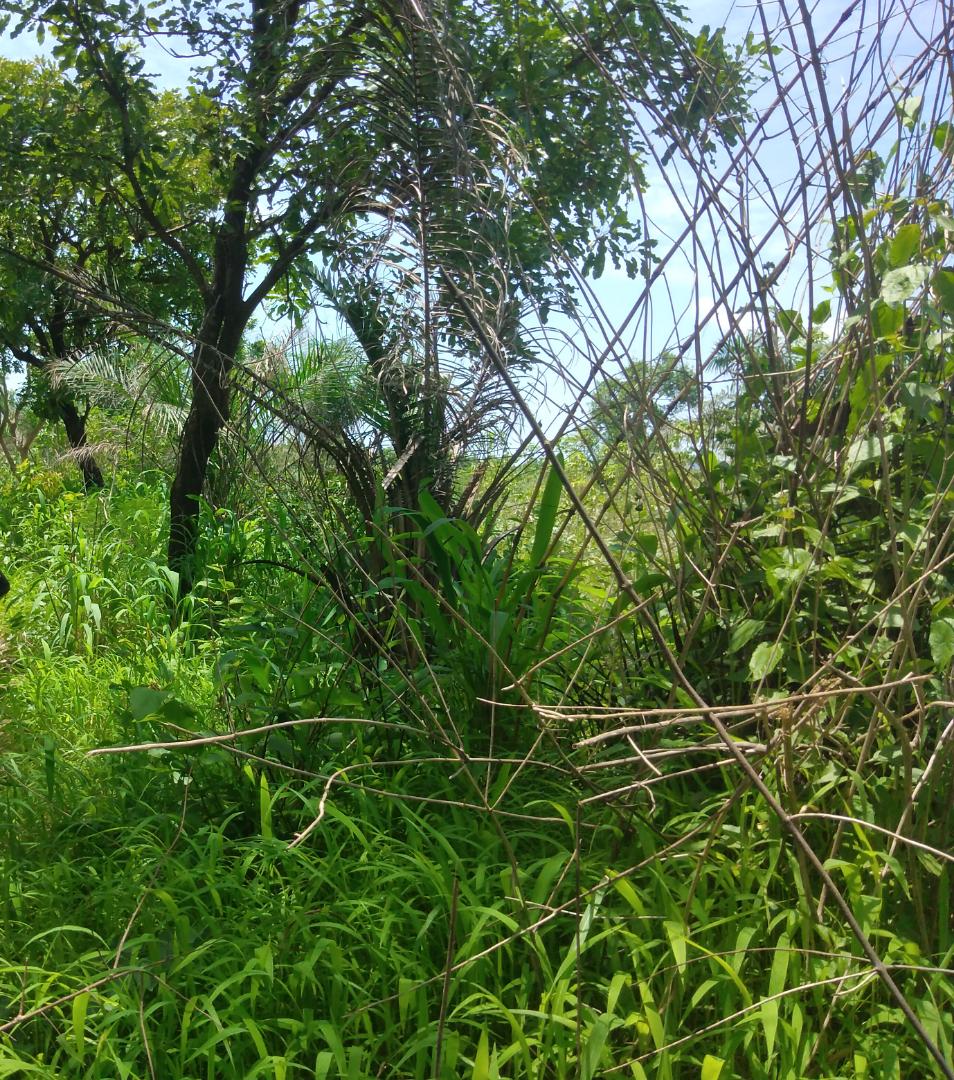 N° 5202 :
                            Terrain à vendre , Kpime, Kpalime, Togo : 700 000 XOF/vie