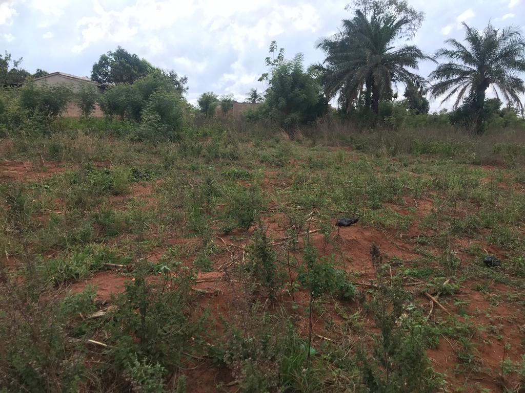 N° 5306 :
                            Terrain à vendre , Djagble, Lome, Togo : 12 000  000 XOF/vie