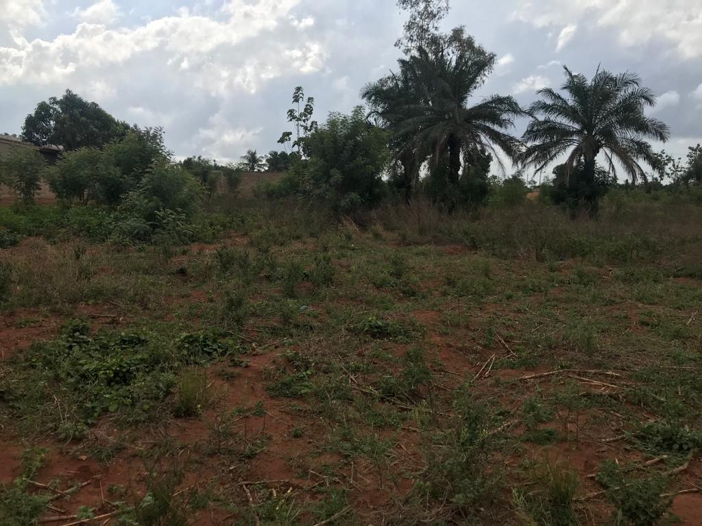 N° 5306 :
                            Terrain à vendre , Djagble, Lome, Togo : 12 000  000 XOF/vie