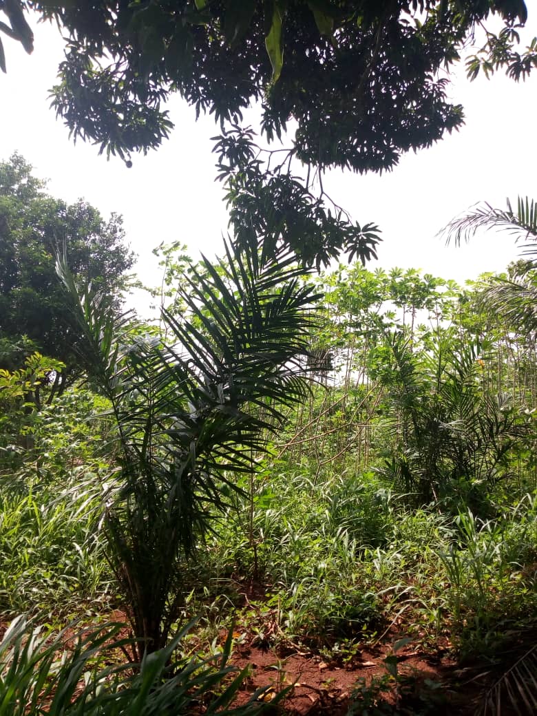N° 4503 :
                            Terrain à vendre , Akepedo, Akepe, Togo : 6 000  000 XOF/vie