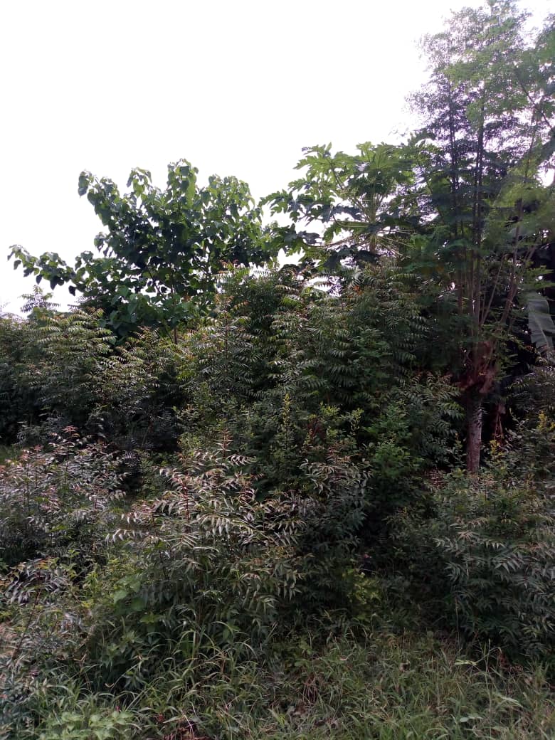 N° 4569 :
                            Terrain à vendre , Klikame, Lome, Togo : 30 000  000 XOF/vie