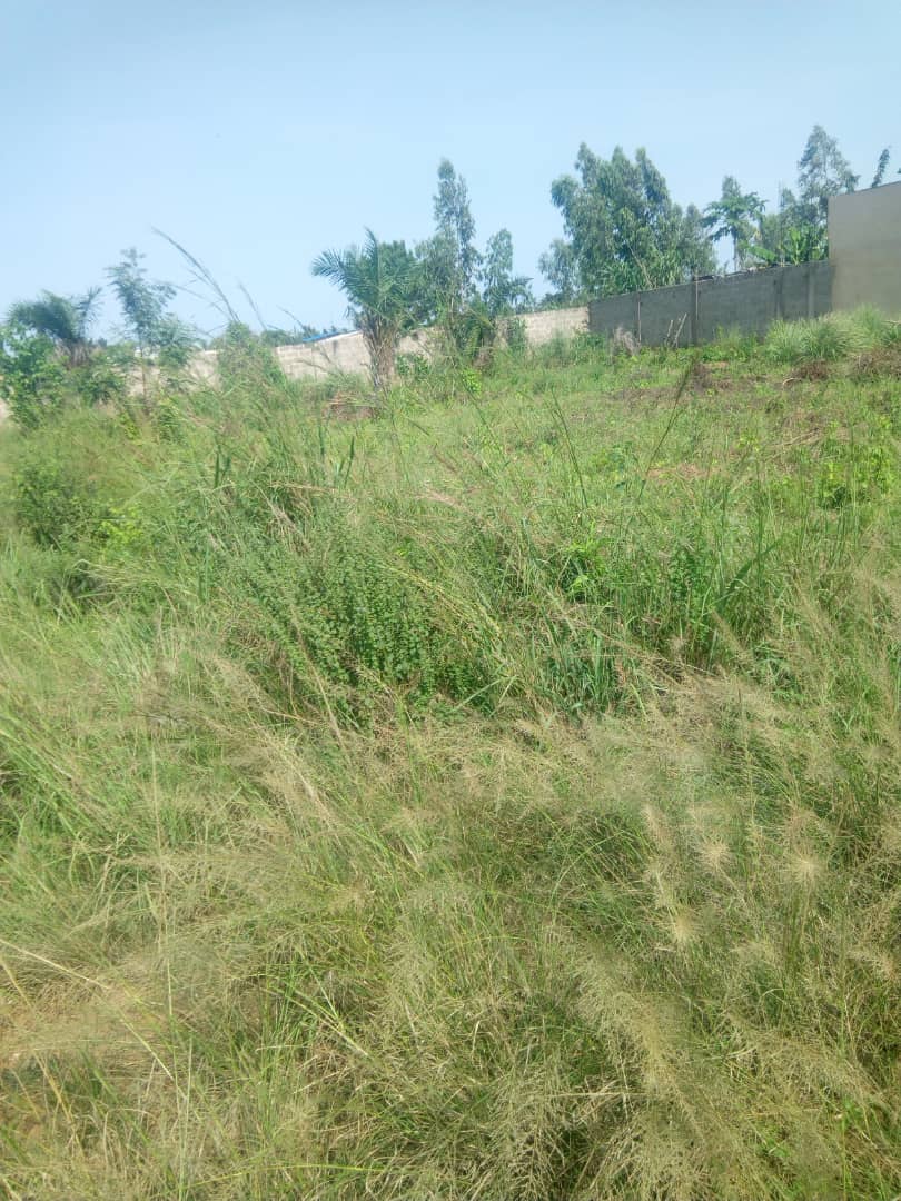 N° 4562 :
                            Terrain à vendre , Kleme agokpanou, Lome, Togo : 3 500  000 XOF/vie