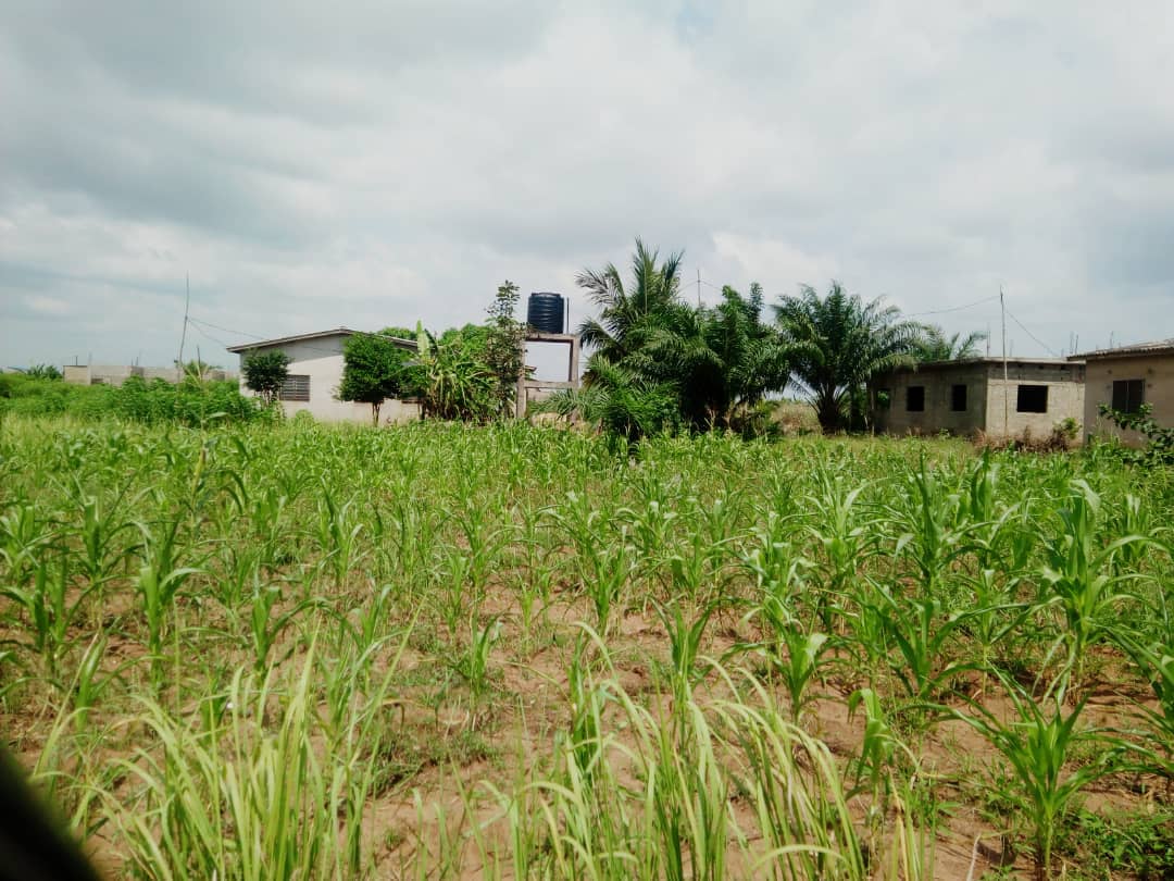 N° 4381 :
                            Terrain à vendre , Zanguera , Lome, Togo : 7 500  000 XOF/vie