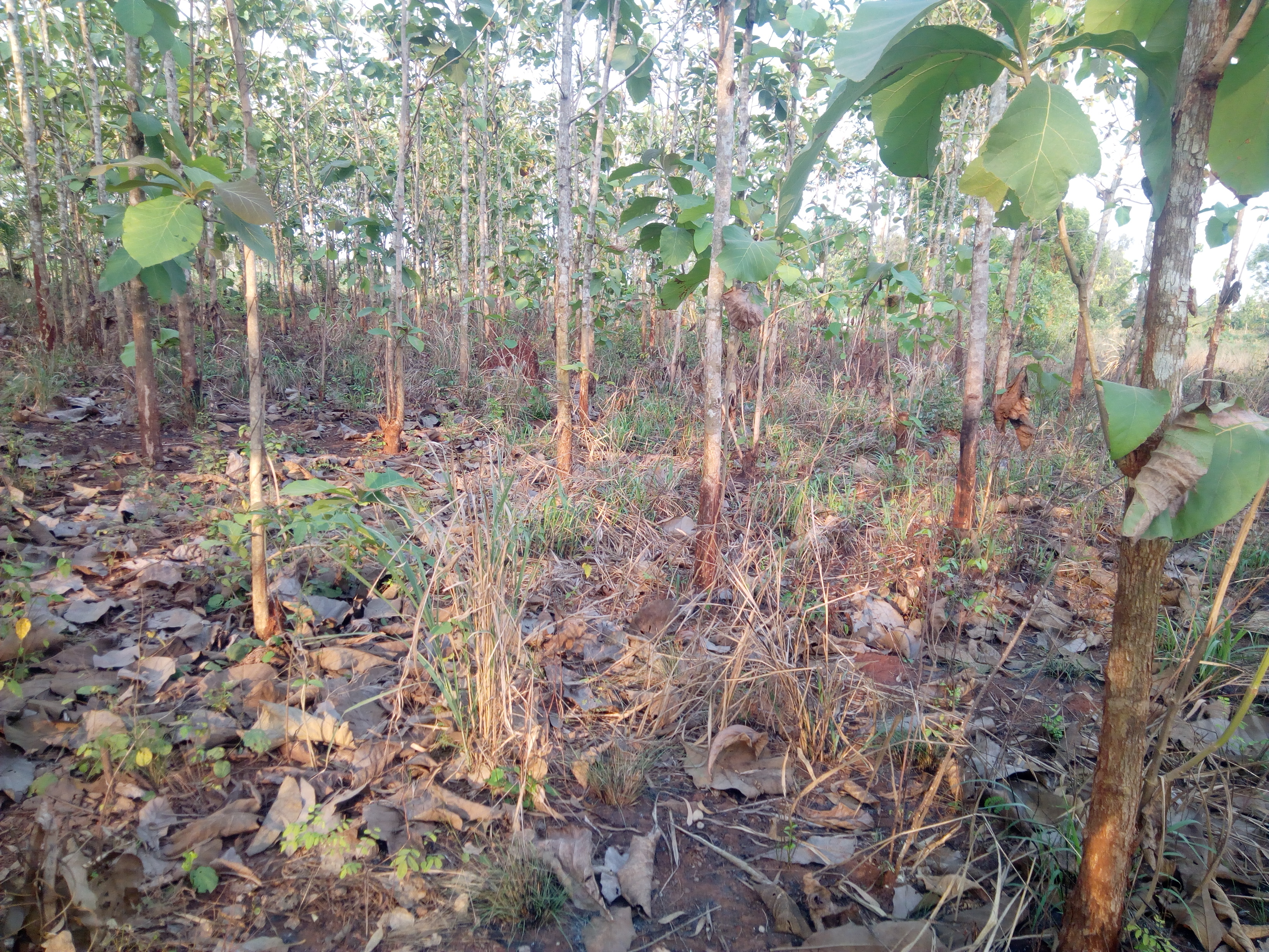 N° 4437 :
                            Terrain à vendre , Davie, Tsevie, Togo : 28 000  000 XOF/vie