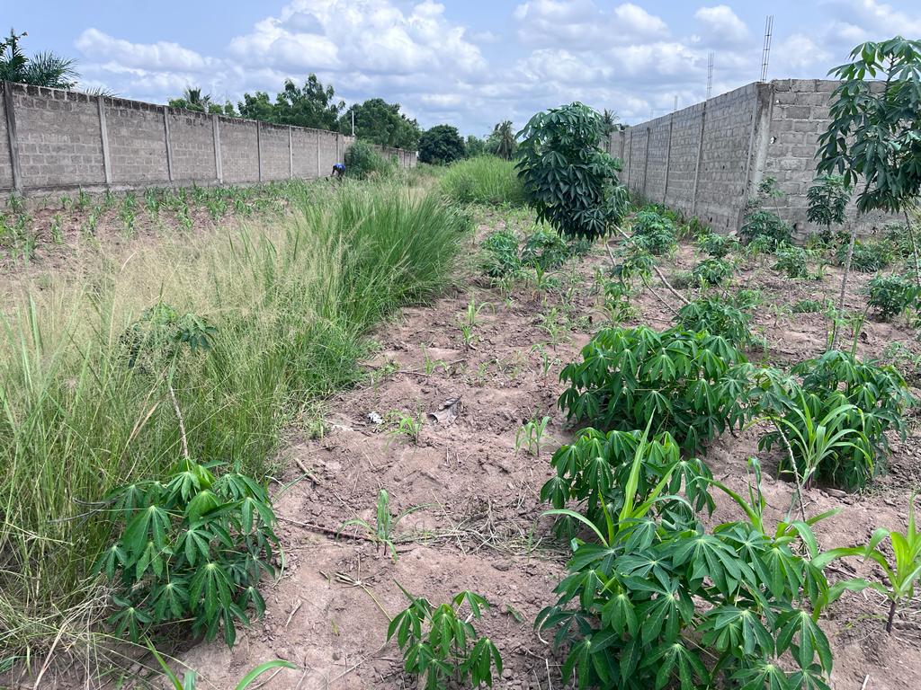 N° 5327 :
                            Terrain à vendre , Kohe, Lome, Togo : 13 500  000 XOF/vie