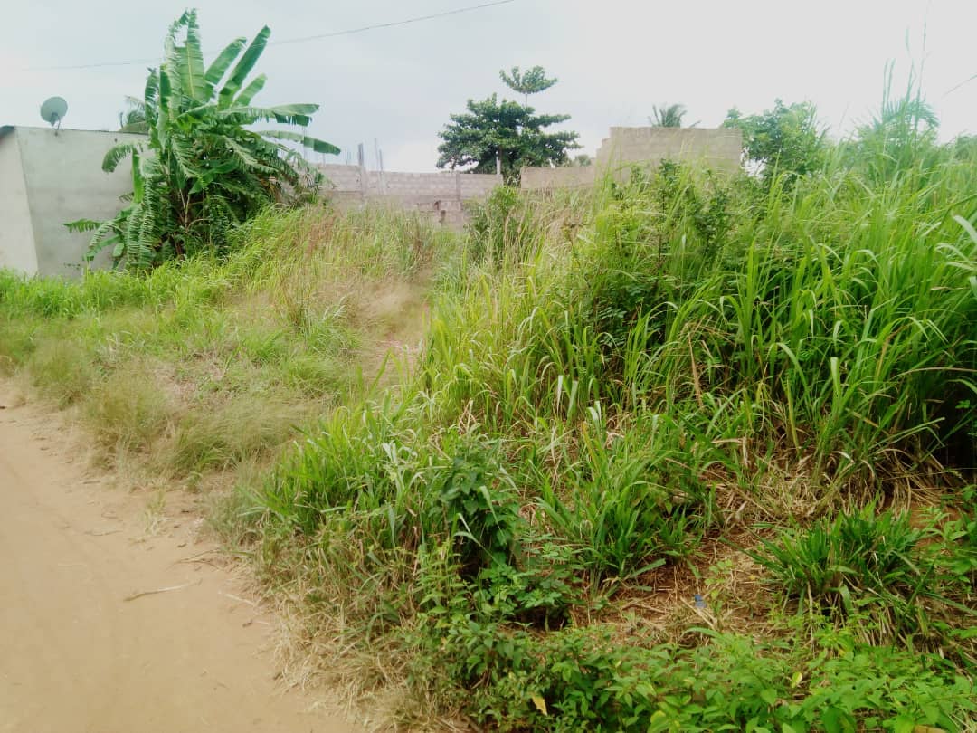 N° 4287 :
                            Terrain à vendre , Zanguera, Lome, Togo : 5 500  000 XOF/vie