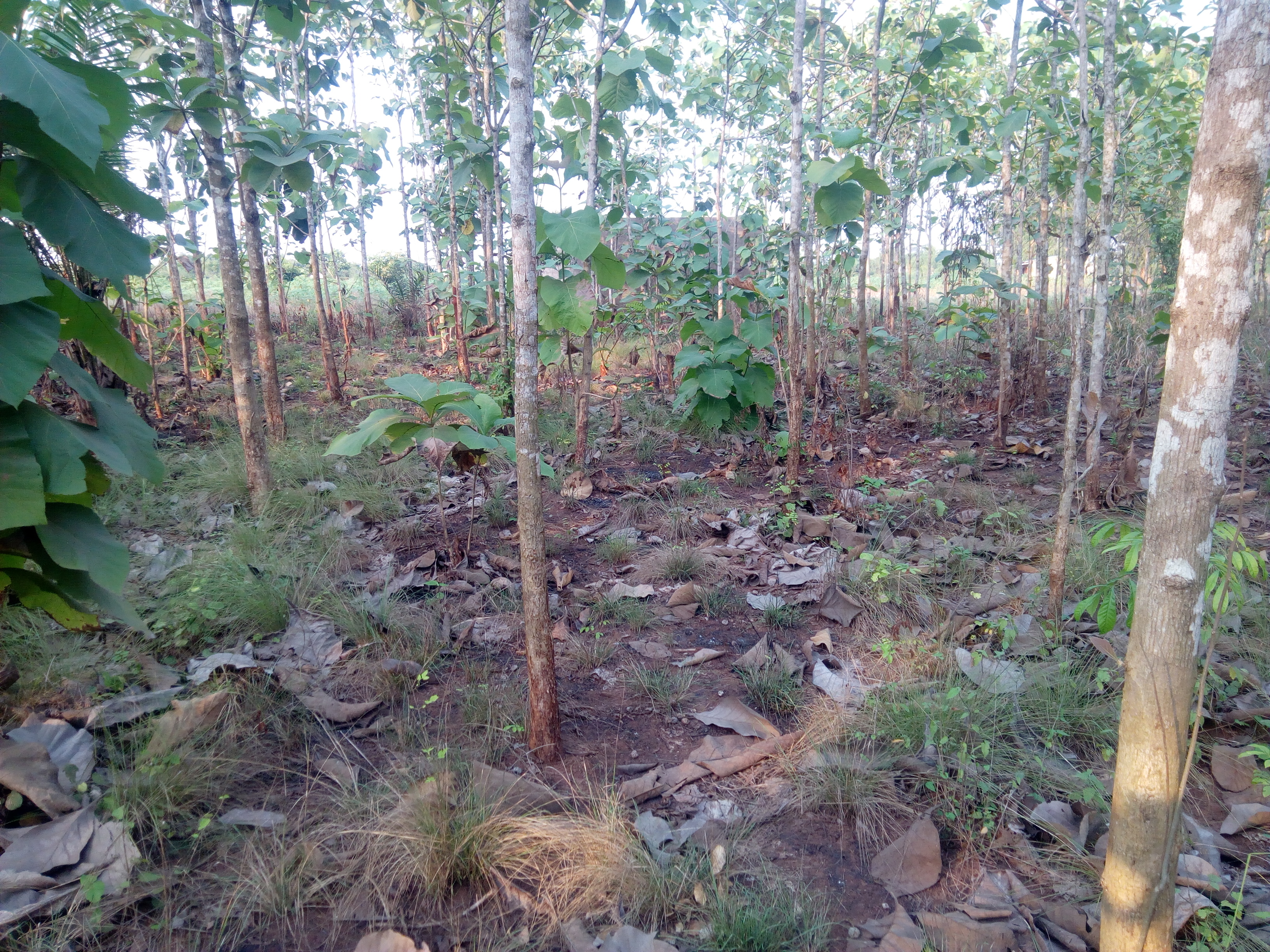 N° 4437 :
                            Terrain à vendre , Davie, Tsevie, Togo : 28 000  000 XOF/vie