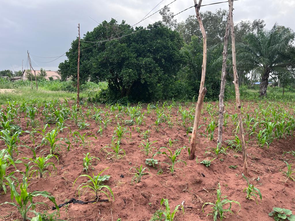 N° 5328 :
                            Terrain à vendre , Davie, Lome, Togo : 6 500  000 XOF/vie