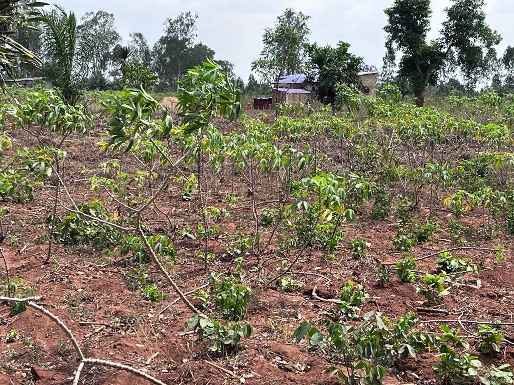 N° 5296 :
                            Terrain à vendre , Davie, Lome, Togo : 5 600  000 XOF/vie