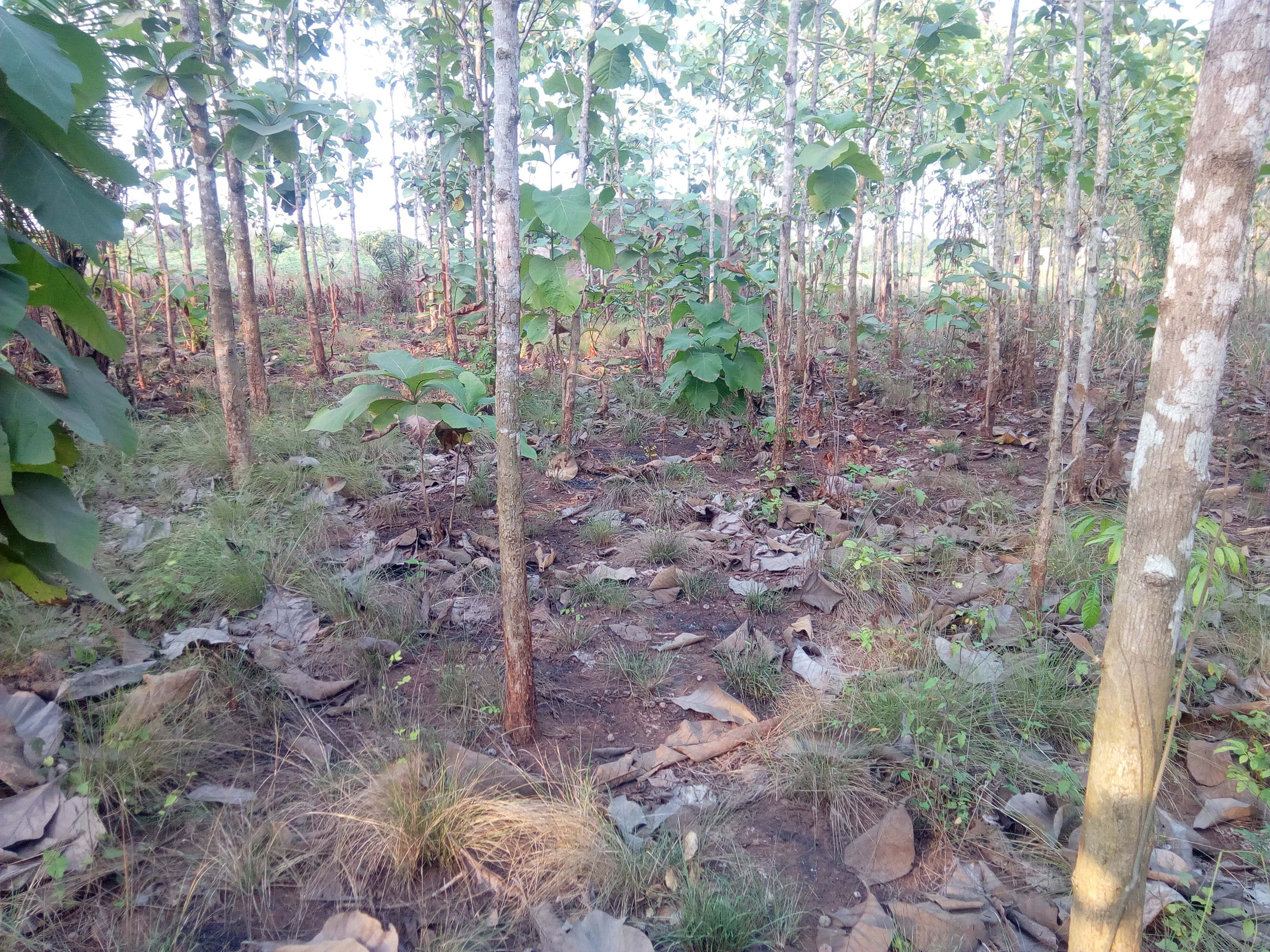 N° 4437 :
                            Terrain à vendre , Davie, Tsevie, Togo : 28 000  000 XOF/vie