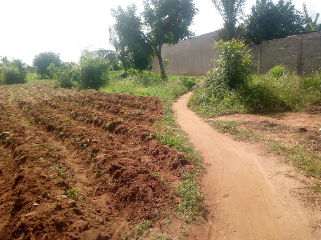 N° 4563 :
                            Terrain à vendre , Kleme agokpanou, Lome, Togo : 7 000  000 XOF/vie