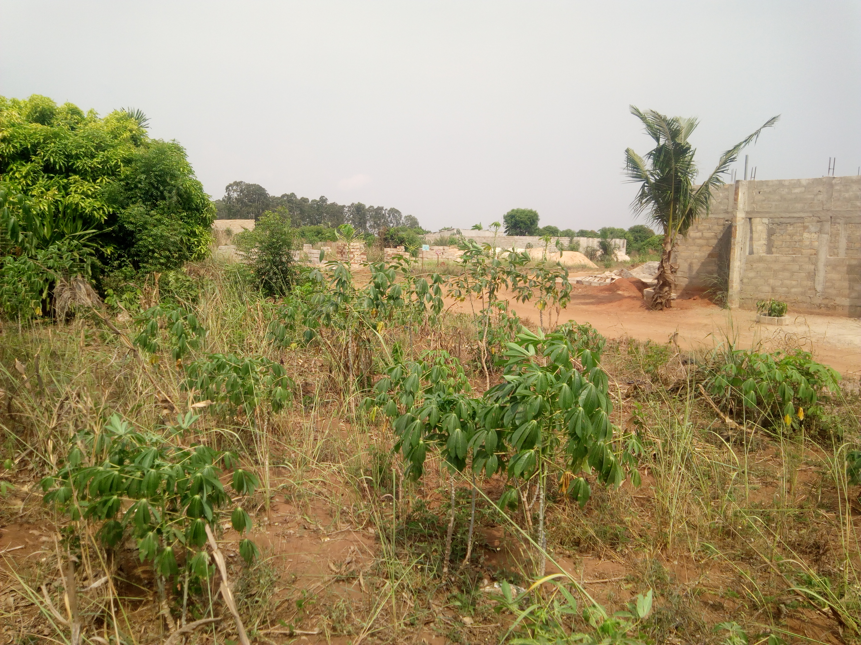 N° 4440 :
                            Terrain à vendre , Zanguera, Lome, Togo : 2 800  000 XOF/vie