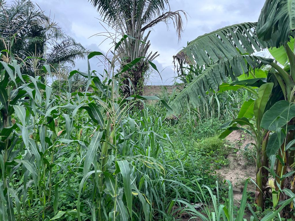 N° 5381 :
                            Terrain à vendre , Akepe, Lome, Togo : 6 500  000 XOF/vie