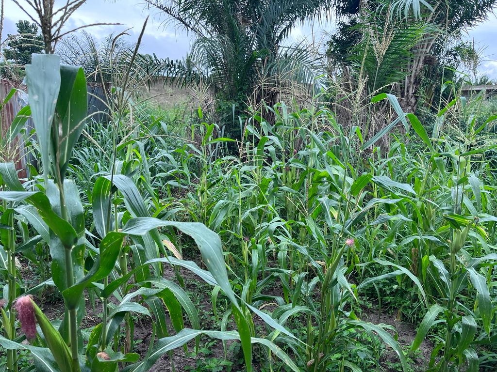 N° 5381 :
                            Terrain à vendre , Akepe, Lome, Togo : 6 500  000 XOF/vie